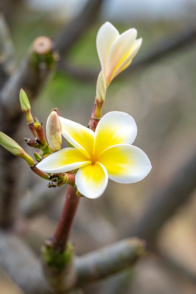 Plumeria